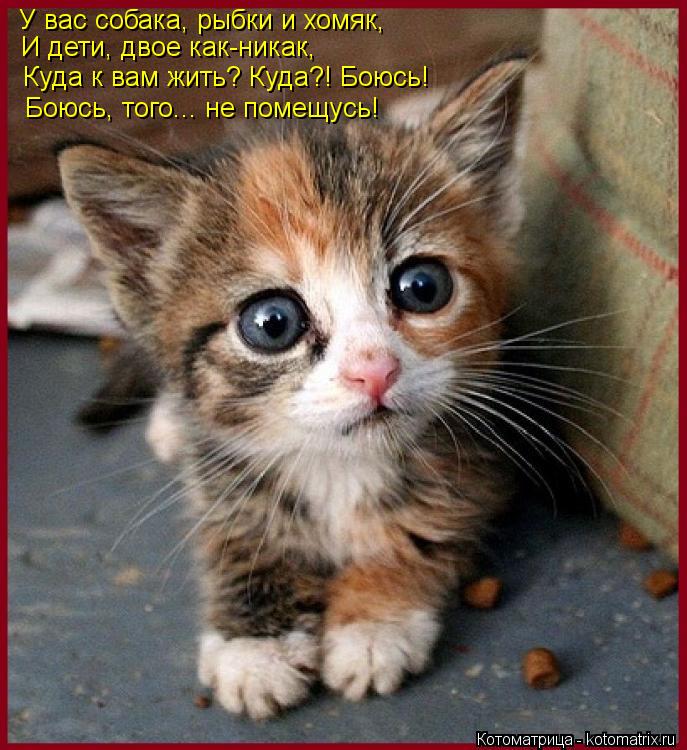У вас собака, рыбки и хомяк, И дети, двое как-никак, Куда к вам жить? Куда?! Боюсь! Боюсь, того... не... Котоматрица: У вас собака, рыбки и хомяк, И дети, двое как-никак, Куда к вам жить? Куда?! Боюсь! Боюсь, того... не помещусь!