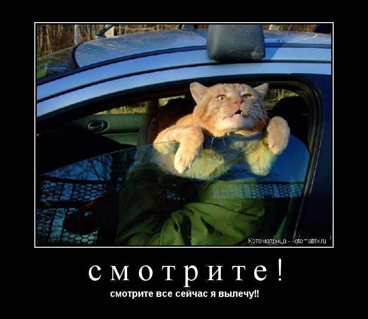 смотрите! смотрите все сейчас я вылечу!!... Котоматрица: смотрите! смотрите все сейчас я вылечу!!