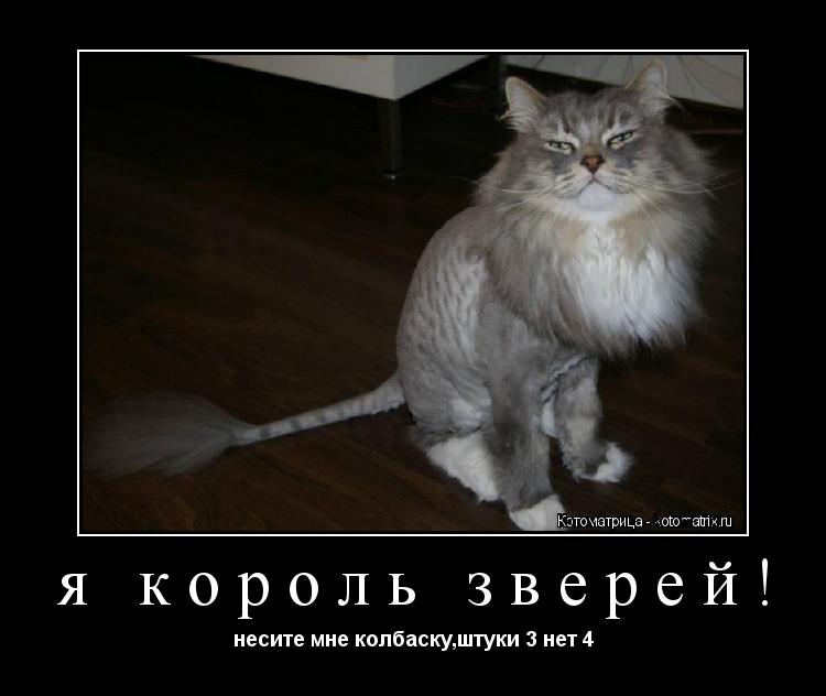 я король зверей! несите мне колбаску,штуки 3 нет 4... Котоматрица: я король зверей! несите мне колбаску,штуки 3 нет 4