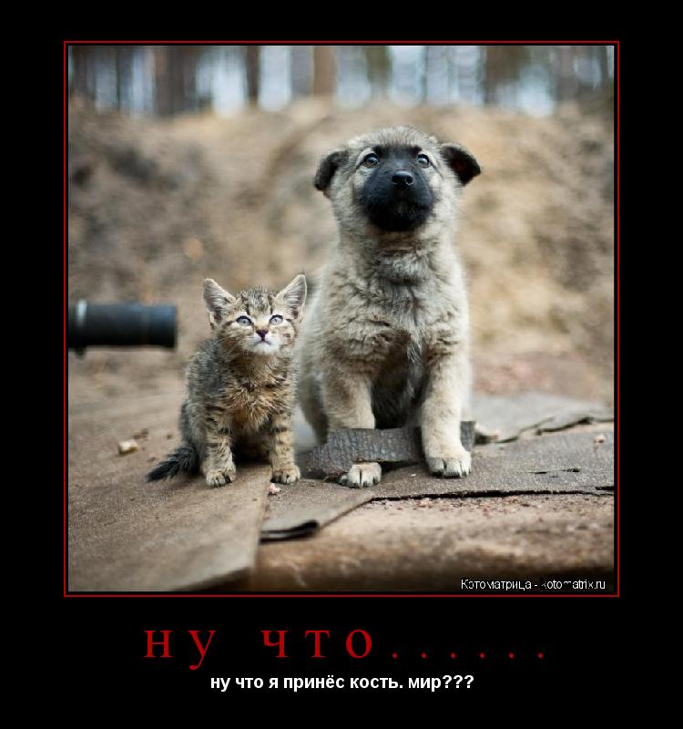 ну что...... ну что я принёс кость. мир???... Котоматрица: ну что...... ну что я принёс кость. мир???