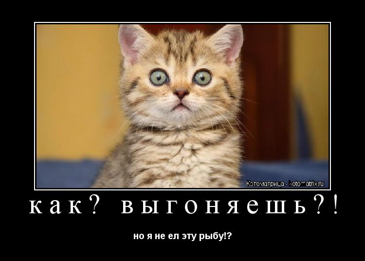 как? выгоняешь?! но я не ел эту рыбу!?... Котоматрица: как? выгоняешь?! но я не ел эту рыбу!?