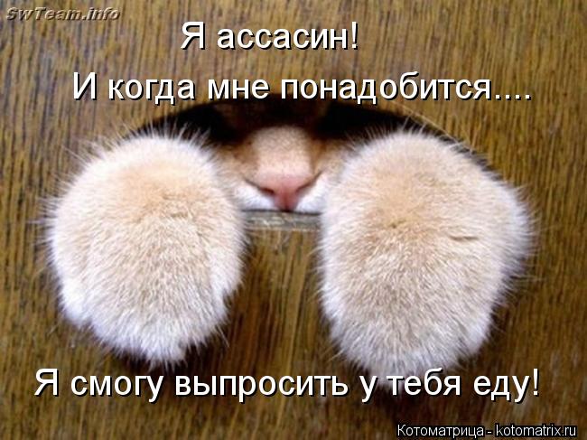 Я ассасин! И когда мне понадобится.... Я смогу выпросить у тебя еду!... Котоматрица: Я ассасин! И когда мне понадобится.... Я смогу выпросить у тебя еду!