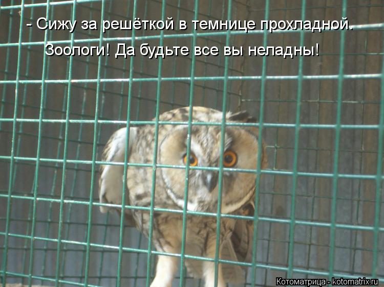 - Сижу за решёткой в темнице прохладной. Зоологи! Да будьте все вы неладны!... Котоматрица: - Сижу за решёткой в темнице прохладной. Зоологи! Да будьте все вы неладны!