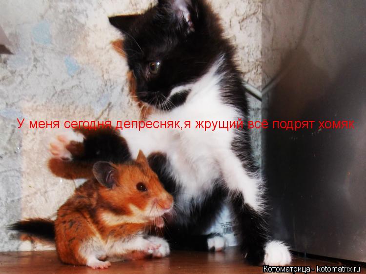У меня сегодня депресняк,я жрущий всё подрят хомяк... Котоматрица: У меня сегодня депресняк,я жрущий всё подрят хомяк