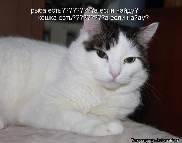 рыба есть?????????а если найду? кошка есть?????????а если найду? кошка есть?????????а если найду?... Котоматрица: рыба есть?????????а если найду? кошка есть?????????а если найду? кошка есть?????????а если найду?