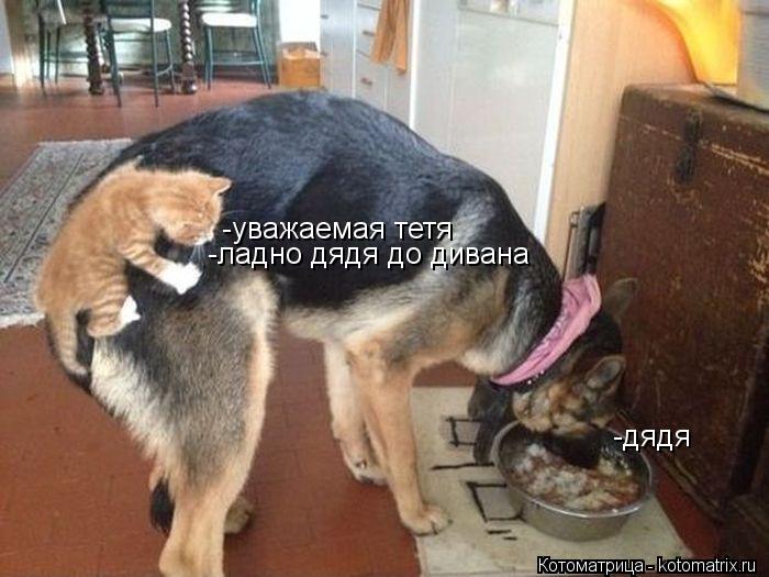 -уважаемая тетя -дядя -ладно дядя до дивана... Котоматрица: -уважаемая тетя -дядя -ладно дядя до дивана