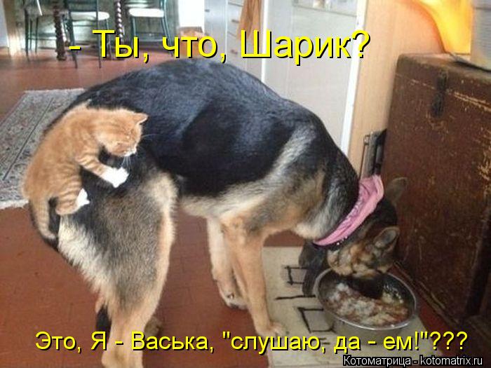 - Ты, что, Шарик? Это, Я - Васька, "слушаю, да - ем!"???... Котоматрица: - Ты, что, Шарик? Это, Я - Васька, "слушаю, да - ем!"???