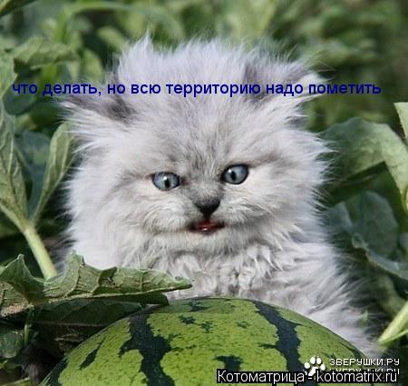 что делать, но всю территорию надо пометить... Котоматрица: что делать, но всю территорию надо пометить