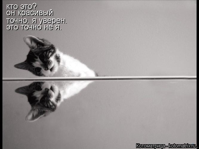 кто это? он красивый точно, я уверен. это точно не я.... Котоматрица: кто это? он красивый точно, я уверен. это точно не я.