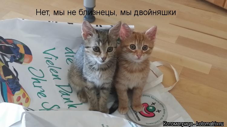 Нет, мы не близнецы, мы двойняшки... Котоматрица: Нет, мы не близнецы, мы двойняшки