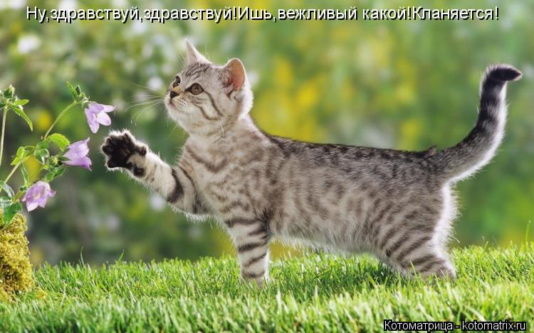 Ну,здравствуй,здравствуй!Ишь,вежливый какой!Кланяется!... Котоматрица: Ну,здравствуй,здравствуй!Ишь,вежливый какой!Кланяется!