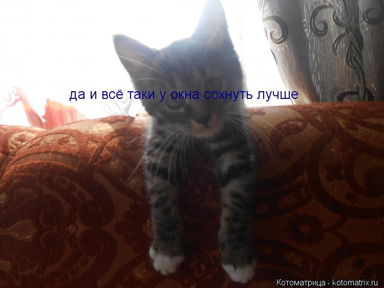 да и всё таки у окна сохнуть лучше... Котоматрица: да и всё таки у окна сохнуть лучше
