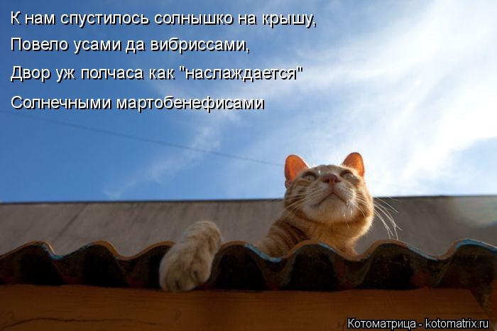 К нам спустилось солнышко на крышу, Повело усами да вибриссами, Двор уж полчаса как "наслаждается" Со... Котоматрица: К нам спустилось солнышко на крышу, Повело усами да вибриссами, Двор уж полчаса как "наслаждается" Солнечными мартобенефисами