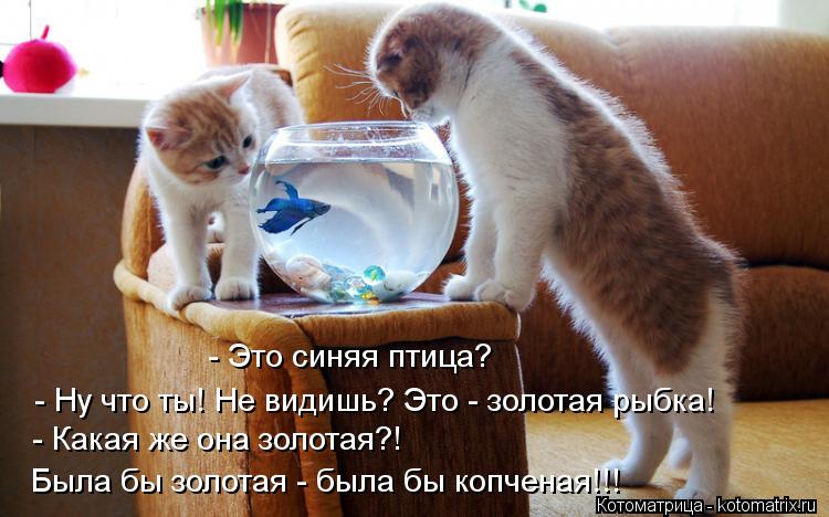 - Это синяя птица? - Ну что ты! Не видишь? Это - золотая рыбка! - Какая же она золотая?! Была бы золо... Котоматрица: - Это синяя птица? - Ну что ты! Не видишь? Это - золотая рыбка! - Какая же она золотая?! Была бы золотая - была бы копченая!!!