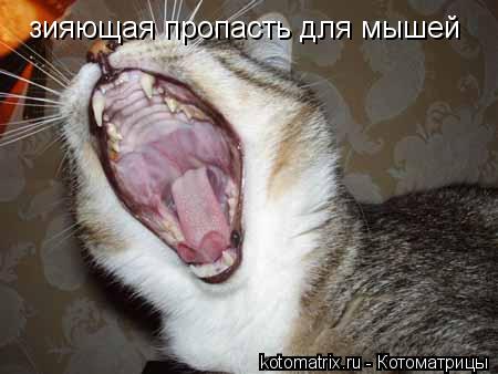 зияющая пропасть для мышей... Котоматрица: зияющая пропасть для мышей