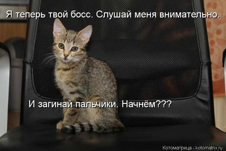 Я теперь твой босс. Слушай меня внимательно. И загинай пальчики. Начнём???... Котоматрица: Я теперь твой босс. Слушай меня внимательно. И загинай пальчики. Начнём???