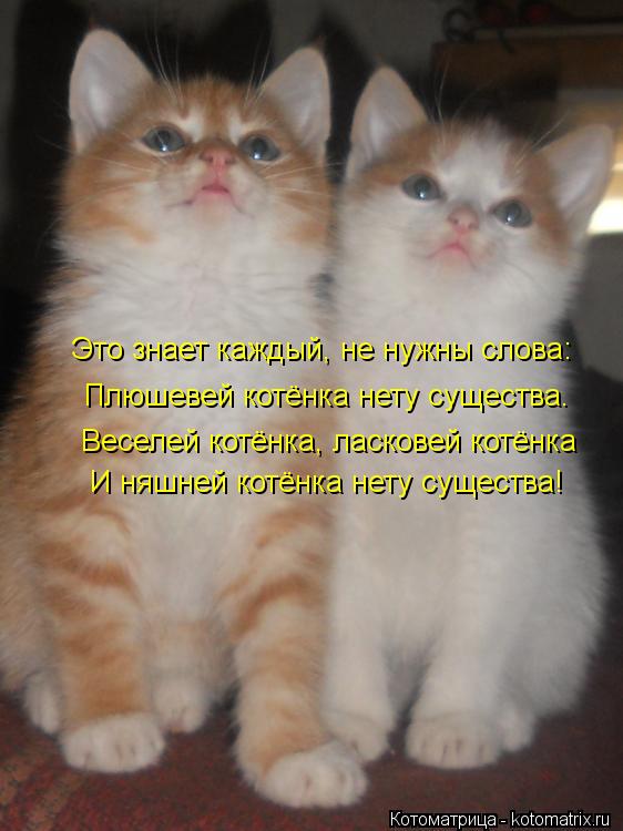 Это знает каждый, не нужны слова: Плюшевей котёнка нету существа. Веселей котёнка, ласковей котёнка И... Котоматрица: Это знает каждый, не нужны слова: Плюшевей котёнка нету существа. Веселей котёнка, ласковей котёнка И няшней котёнка нету существа!