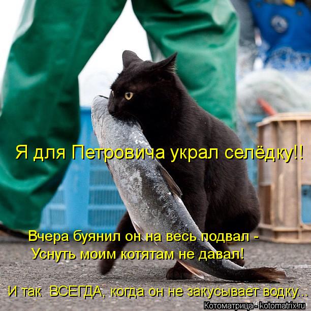 Вчера буянил он на весь подвал - И так ВСЕГДА, когда он не закусывает водку... Уснуть моим котятам н... Котоматрица: Вчера буянил он на весь подвал - И так ВСЕГДА, когда он не закусывает водку... Уснуть моим котятам не давал! Я для Петровича украл селёдку!!