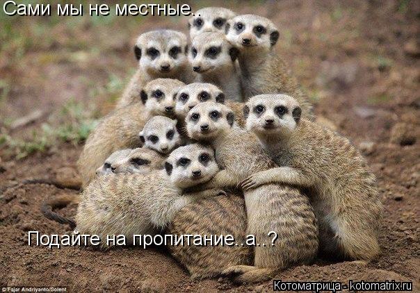 Сами мы не местные.. Подайте на пропитание..а..?... Котоматрица: Сами мы не местные.. Подайте на пропитание..а..?
