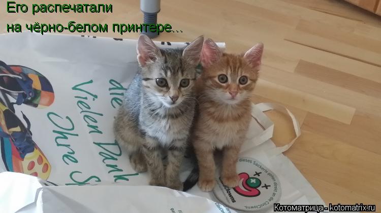 Его распечатали на чёрно-белом принтере...... Котоматрица: Его распечатали на чёрно-белом принтере...
