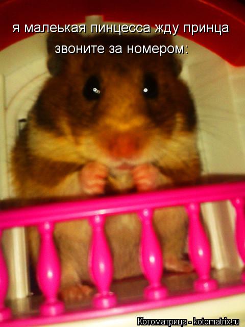 я малеькая пинцесса жду принца звоните за номером:... Котоматрица: я малеькая пинцесса жду принца звоните за номером: