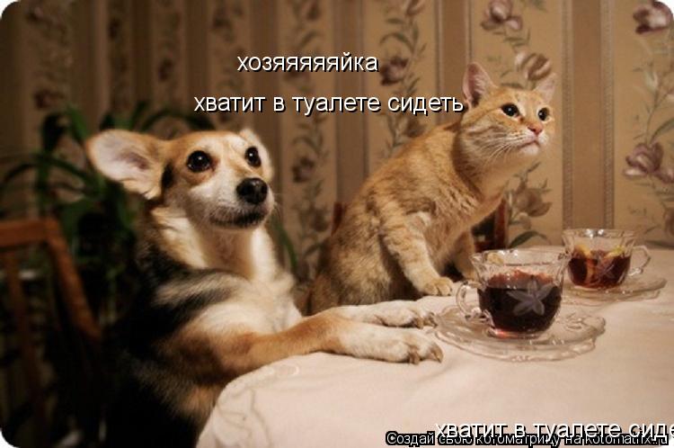 хозяяяяяйка хватит в туалете сидеть хватит в туалете сидеть... Котоматрица: хозяяяяяйка хватит в туалете сидеть хватит в туалете сидеть