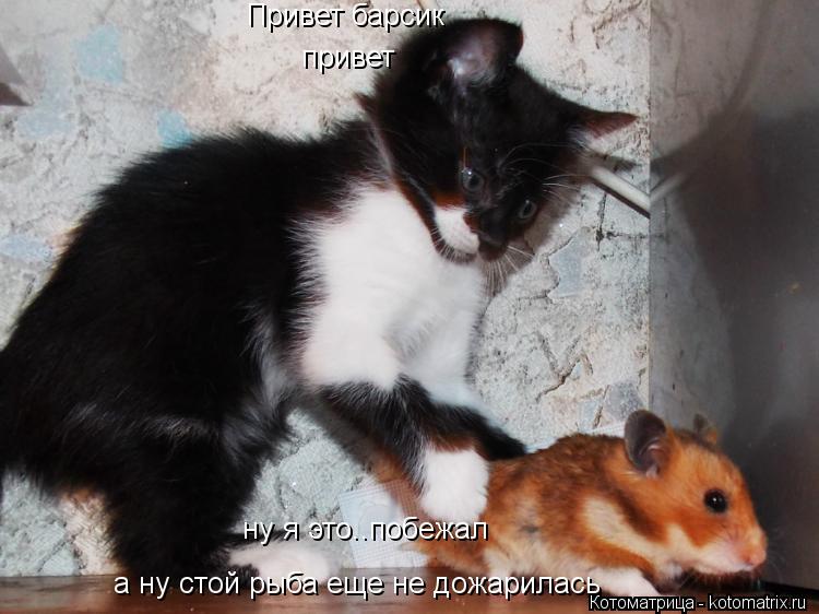 Привет барсик привет а ну стой рыба еще не дожарилась ну я это..побежал... Котоматрица: Привет барсик привет а ну стой рыба еще не дожарилась ну я это..побежал