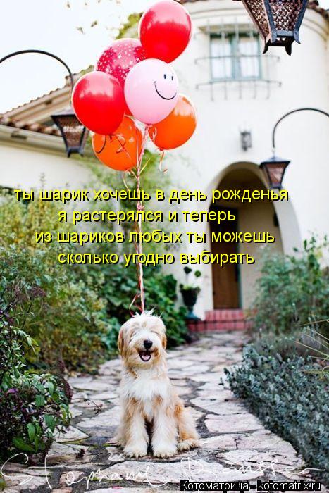 ты шарик хочешь в день рожденья я растерялся и теперь из шариков любых ты можешь сколько угодно выбир... Котоматрица: ты шарик хочешь в день рожденья я растерялся и теперь из шариков любых ты можешь сколько угодно выбирать