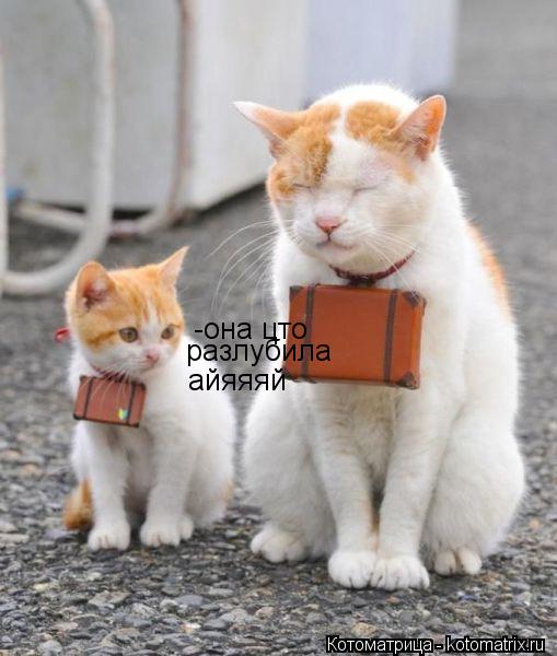 -она цто разлубила айяяяй... Котоматрица: -она цто разлубила айяяяй