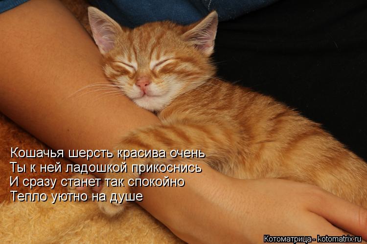 Кошачья шерсть красива очень Ты к ней ладошкой прикоснись И сразу станет так спокойно Тепло уютно на ... Котоматрица: Кошачья шерсть красива очень Ты к ней ладошкой прикоснись И сразу станет так спокойно Тепло уютно на душе