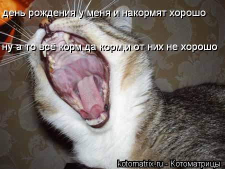 день рождения у меня и накормят хорошо ну а то всё корм,да корм,и от них не хорошо ну а то всё корм,д... Котоматрица: день рождения у меня и накормят хорошо ну а то всё корм,да корм,и от них не хорошо ну а то всё корм,да корм,и от них не хорошо