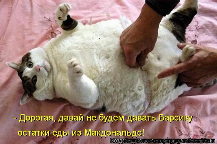 - Дорогая, давай не будем давать Барсику остатки еды из Макдональдс!... Котоматрица: - Дорогая, давай не будем давать Барсику остатки еды из Макдональдс!