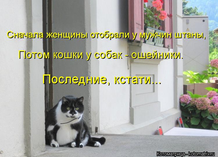 Сначала женщины отобрали у мужчин штаны, Потом кошки у собак - ошейники. Последние, кстати...... Котоматрица: Сначала женщины отобрали у мужчин штаны, Потом кошки у собак - ошейники. Последние, кстати...