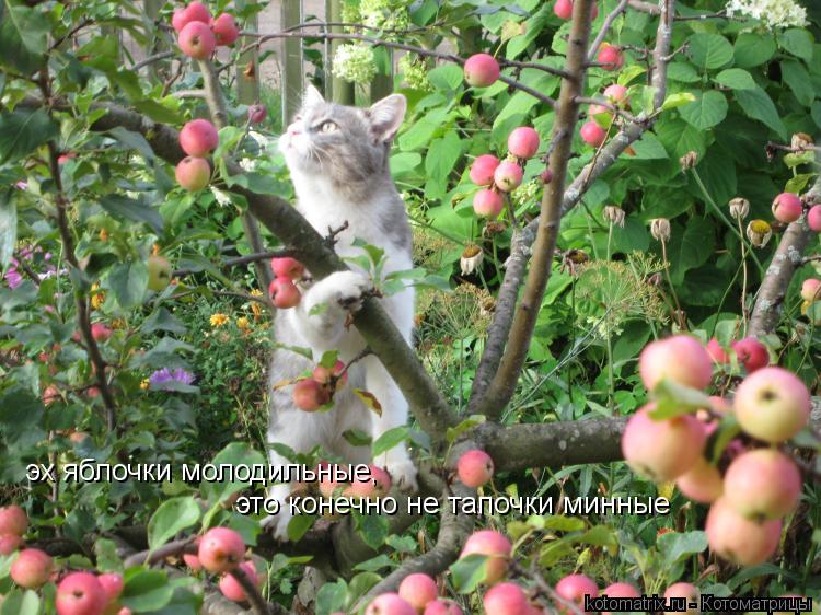 эх яблочки молодильные, это конечно не тапочки минные... Котоматрица: эх яблочки молодильные, это конечно не тапочки минные