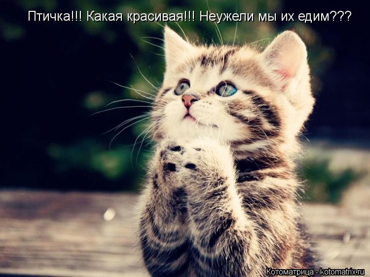 Птичка!!! Какая красивая!!! Неужели мы их едим???... Котоматрица: Птичка!!! Какая красивая!!! Неужели мы их едим???