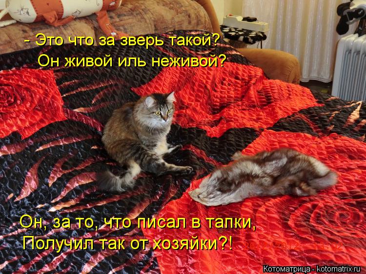 - Это что за зверь такой? Он живой иль неживой? Он, за то, что писал в тапки, Получил так от хозяйки?... Котоматрица: - Это что за зверь такой? Он живой иль неживой? Он, за то, что писал в тапки, Получил так от хозяйки?!