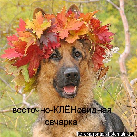 восточно-КЛЁНовидная овчарка... Котоматрица: восточно-КЛЁНовидная овчарка