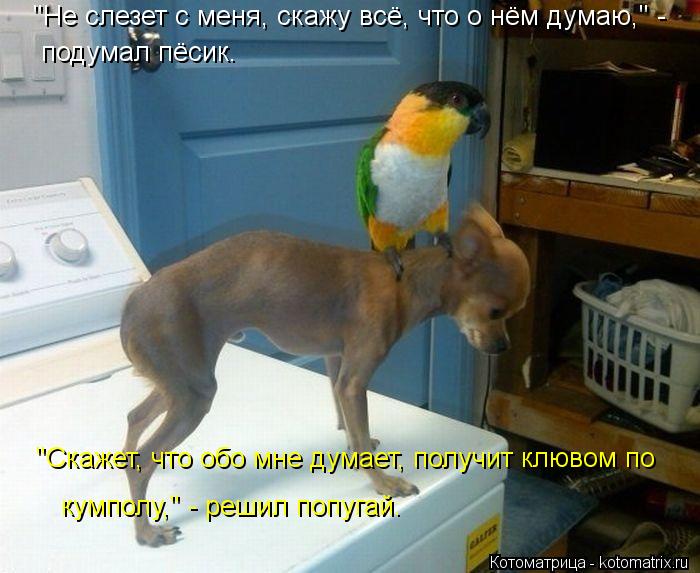 "Не слезет с меня, скажу всё, что о нём думаю," - подумал пёсик. "Скажет, что обо мне думает, получит... Котоматрица: "Не слезет с меня, скажу всё, что о нём думаю," - подумал пёсик. "Скажет, что обо мне думает, получит клювом по кумполу," - решил попугай.