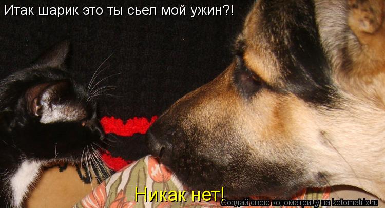 Итак шарик это ты сьел мой ужин?! Никак нет!... Котоматрица: Итак шарик это ты сьел мой ужин?! Никак нет!