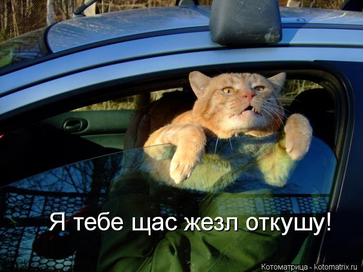 Я тебе щас жезл откушу!... Котоматрица: Я тебе щас жезл откушу!