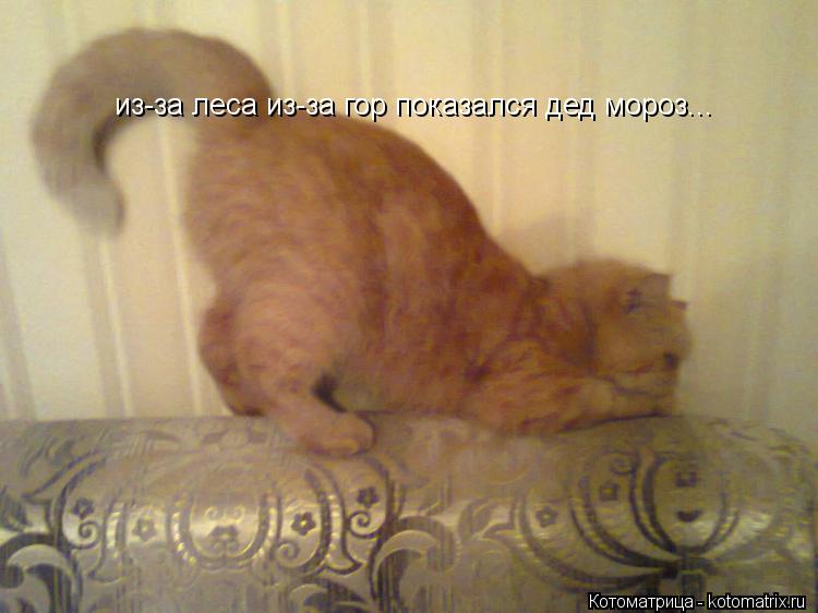 из-за леса из-за гор показался дед мороз...... Котоматрица: из-за леса из-за гор показался дед мороз...
