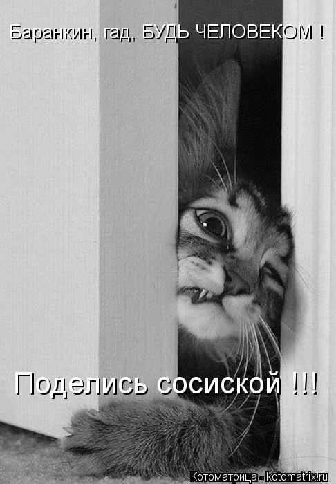 Баранкин, гад, БУДЬ ЧЕЛОВЕКОМ ! Поделись сосиской !!!... Котоматрица: Баранкин, гад, БУДЬ ЧЕЛОВЕКОМ ! Поделись сосиской !!!