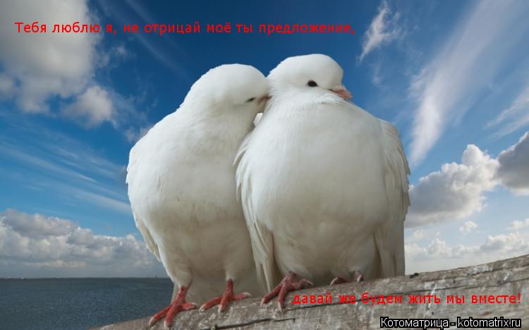 Тебя люблю я, не отрицай моё ты предложение, давай же будем жить мы вместе!... Котоматрица: Тебя люблю я, не отрицай моё ты предложение, давай же будем жить мы вместе!