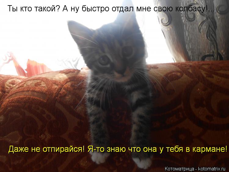 Ты кто такой? А ну быстро отдал мне свою колбасу!... Даже не отпирайся! Я-то знаю что она у тебя в ка... Котоматрица: Ты кто такой? А ну быстро отдал мне свою колбасу!... Даже не отпирайся! Я-то знаю что она у тебя в кармане! Даже не отпирайся! Я-то знаю что она у