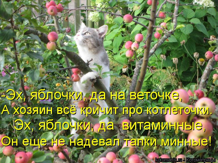 -Эх, яблочки, да на веточке, А хозяин всё кричит про котлеточки. Эх, яблочки, да витаминные, Он еще... Котоматрица: -Эх, яблочки, да на веточке, А хозяин всё кричит про котлеточки. Эх, яблочки, да витаминные, Он еще не надевал тапки минные!