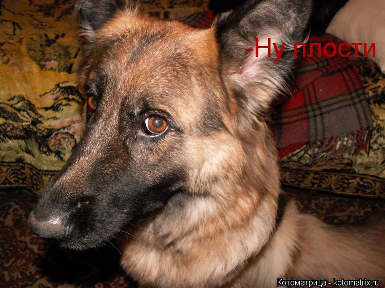 -Ну плости... Котоматрица: -Ну плости