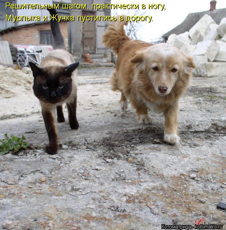 Решительным шагом, практически в ногу, Мурлыка и Жучка пустились в дорогу.... Котоматрица: Решительным шагом, практически в ногу, Мурлыка и Жучка пустились в дорогу.