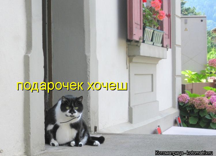 подарочек хочеш... Котоматрица: подарочек хочеш