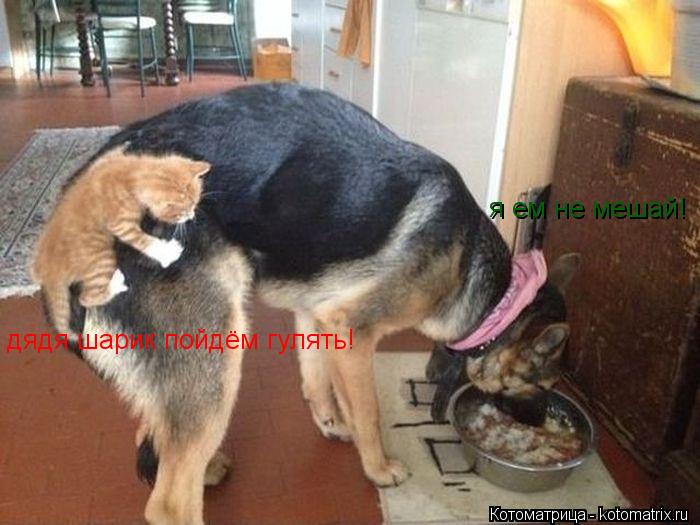 дядя шарик пойдём гулять! я ем не мешай!... Котоматрица: дядя шарик пойдём гулять! я ем не мешай!