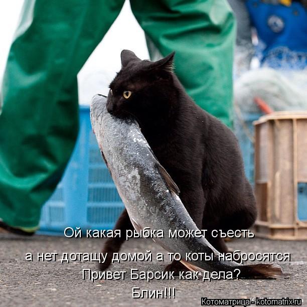 Ой какая рыбка может съесть а нет дотащу домой а то коты набросятся Привет Барсик как дела? Блин!!!... Котоматрица: Ой какая рыбка может съесть а нет дотащу домой а то коты набросятся Привет Барсик как дела? Блин!!!